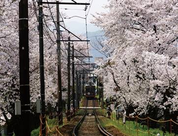 【現地集合・解散】原谷苑・平野神社と桜のトンネル列車