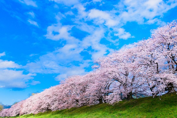 【現地集合・解散】お花見クルーズ背割提桜と伏見の酒蔵