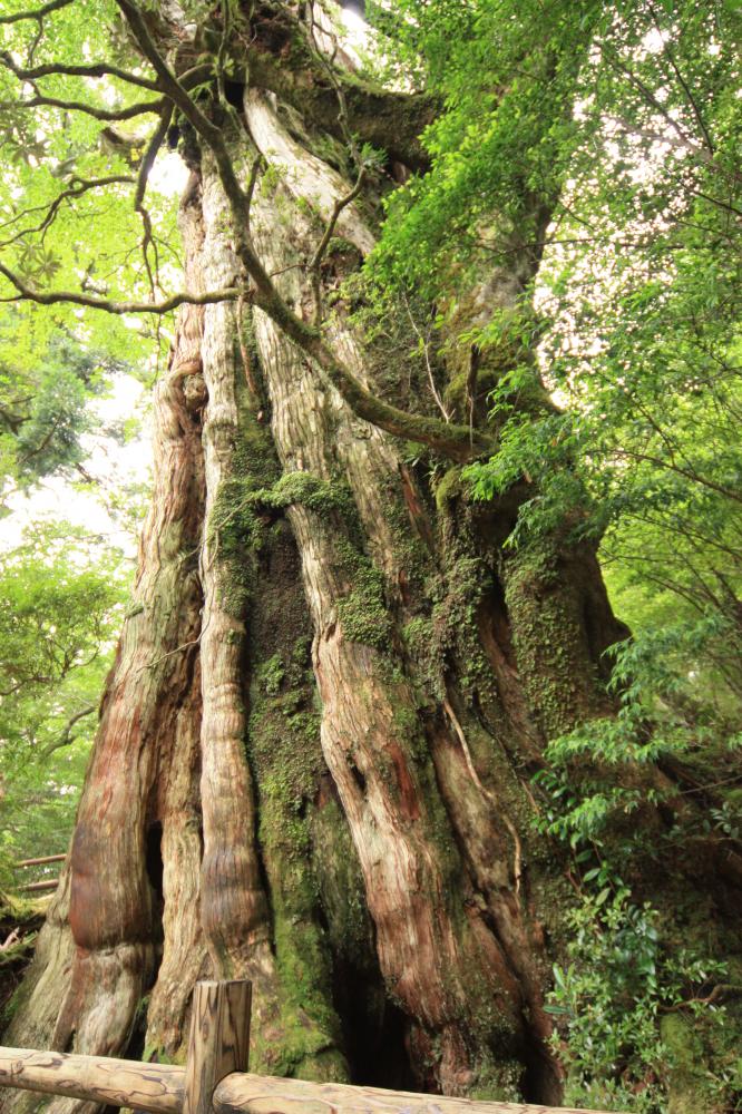 世界遺産　屋久島　太古の大自然をめぐる！