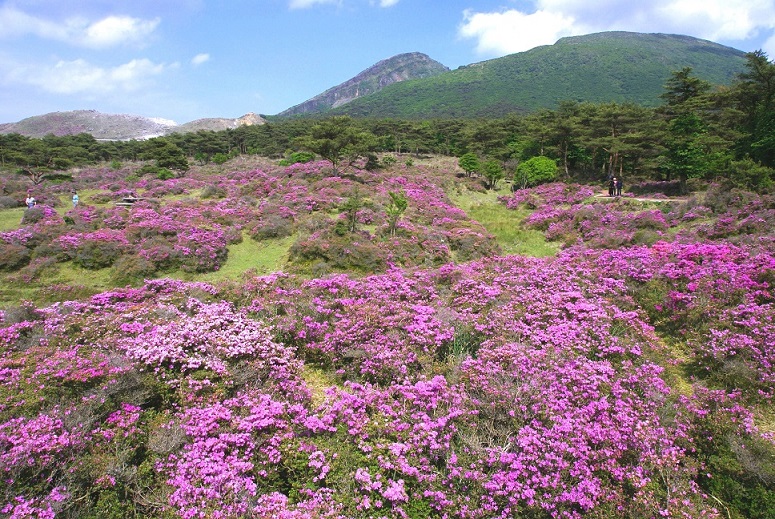 ミヤマキリシマ咲き乱れるえびの高原