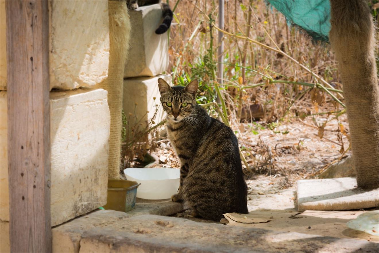 マルタ島の猫